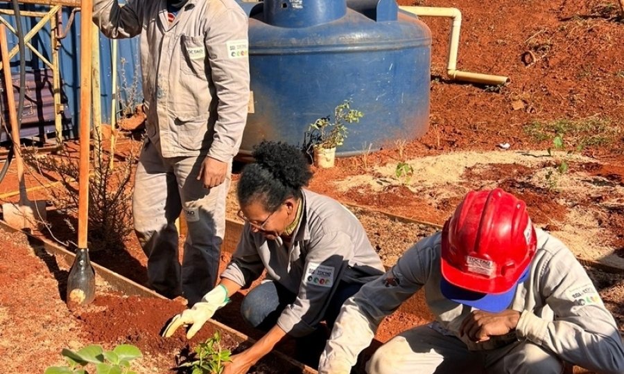 Horta em canteiro de obras garante hortaliças fresquinhas a funcionários de construtora