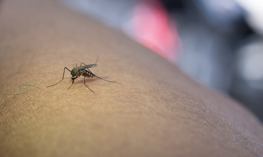 Incorporadoras da capital se dedicam no combate à dengue